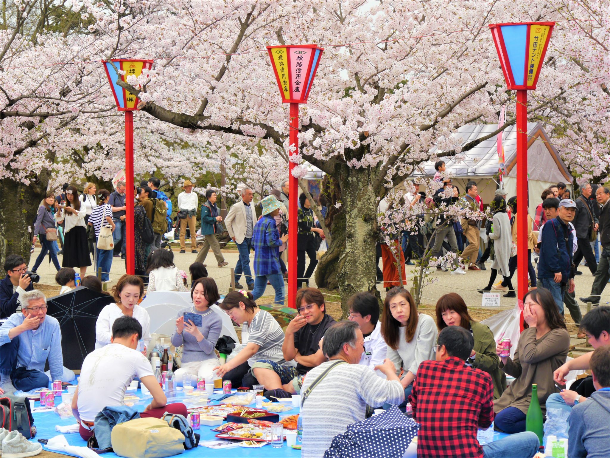 Wyjazd do Japonii na kwitnienie wiśni hanami, wyprawa do Japonii na hanami