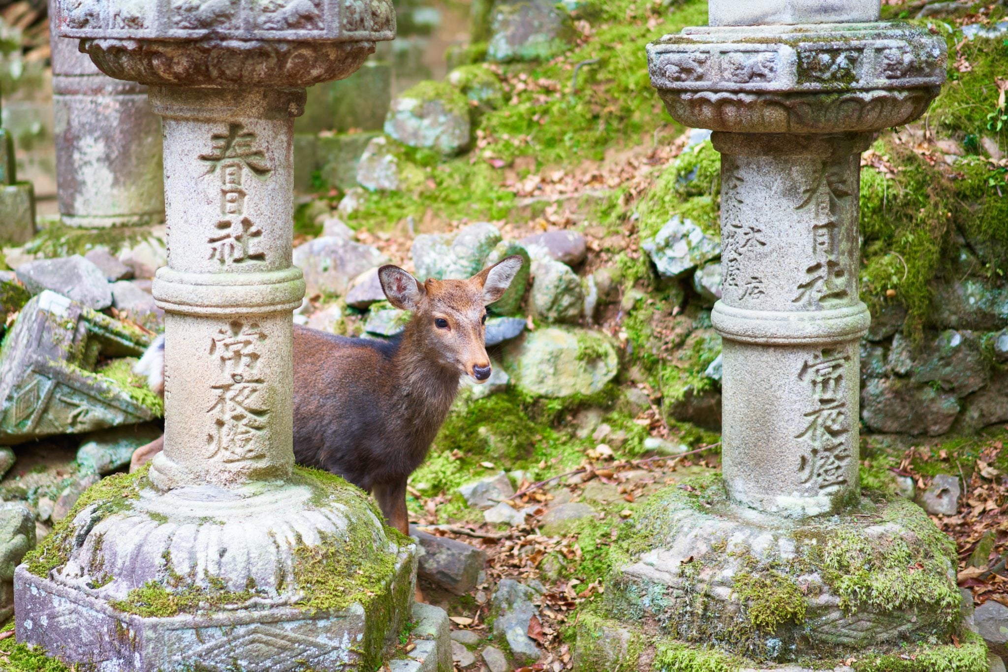 Mały jelonek w parku pośród japońskich rzeźb
