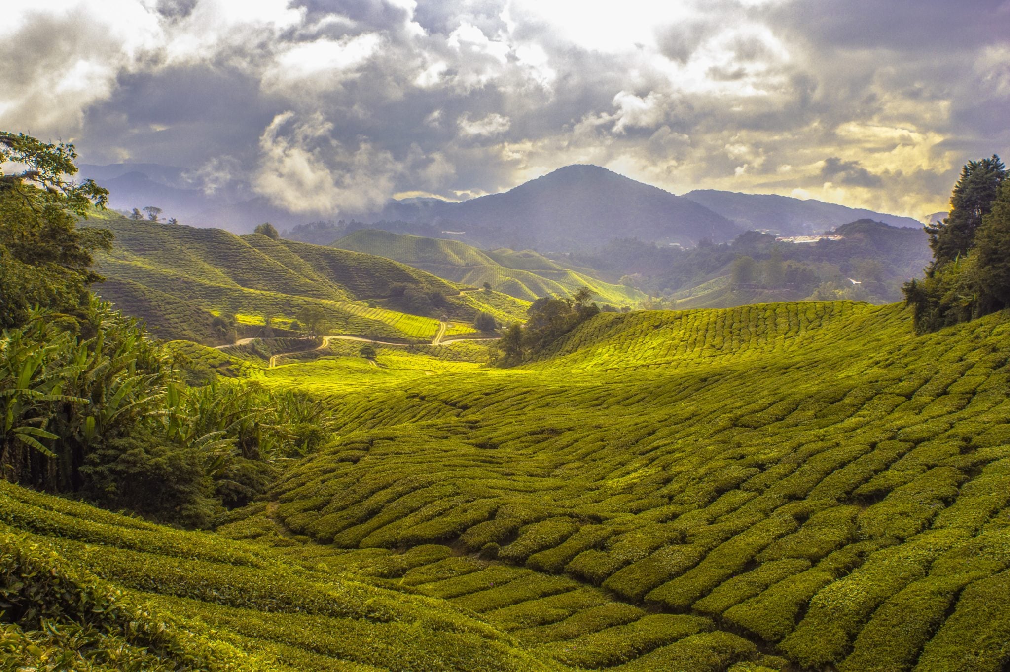 Panorama na pola herbaciane wyżyny Cameron w Malezji