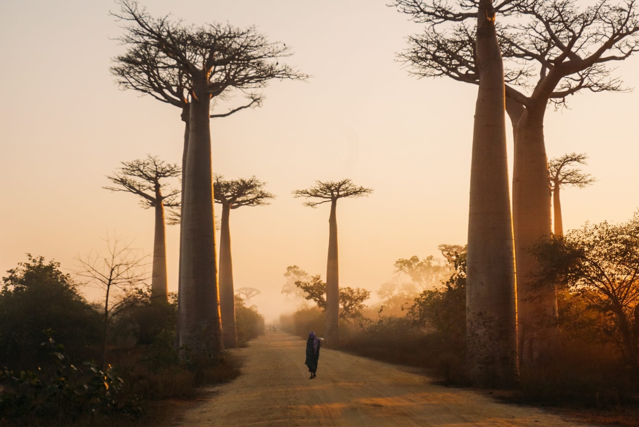 Aleja baobabów o wschodzie słońca, niebo nabierające pomarańczowo-czerwonego koloru, człowiek spacerujący wśród baobabów