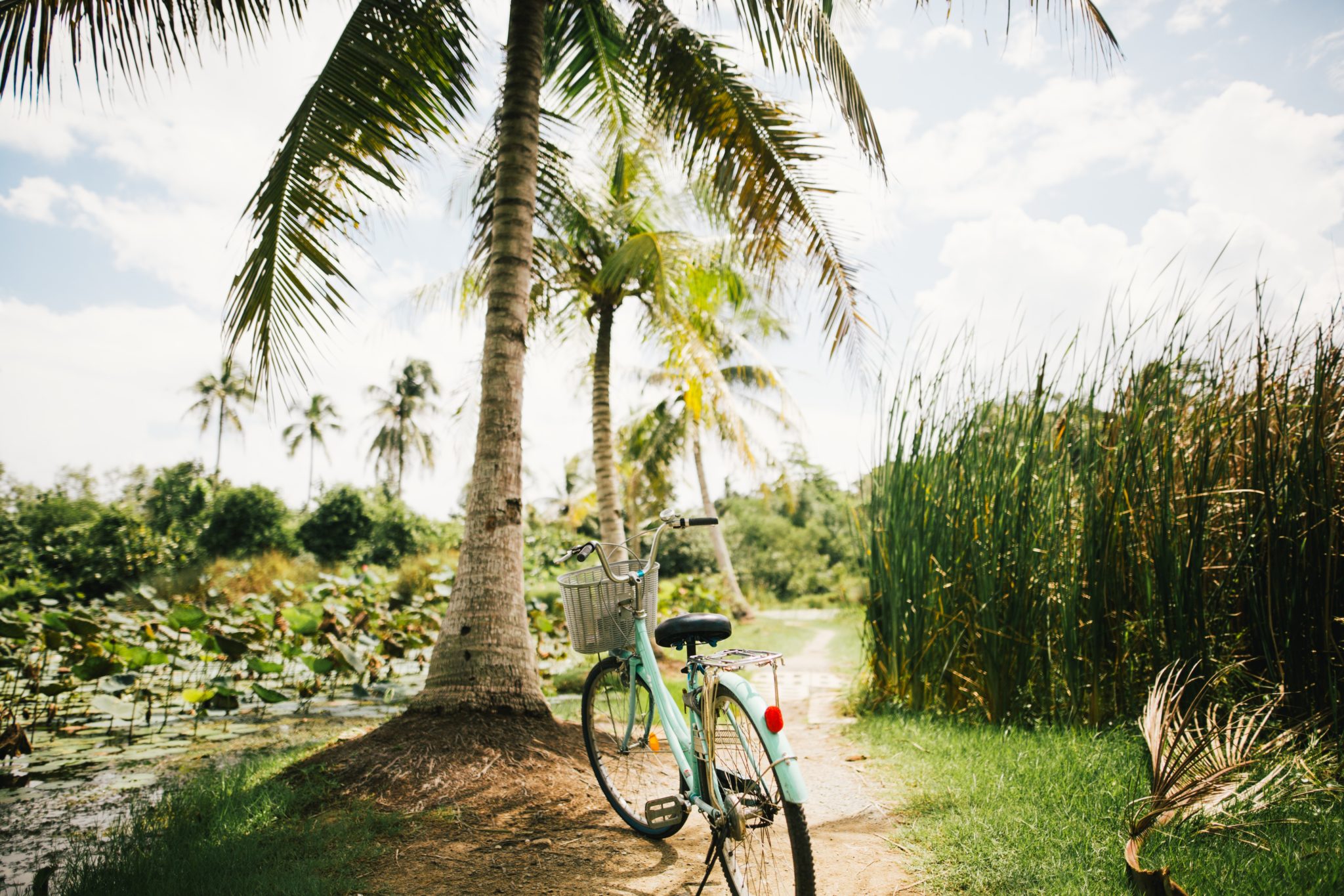 Rower stojący pod palmą przy polach ryżowych, dużo zieleni, słoneczny dzień, niebieskie niebo