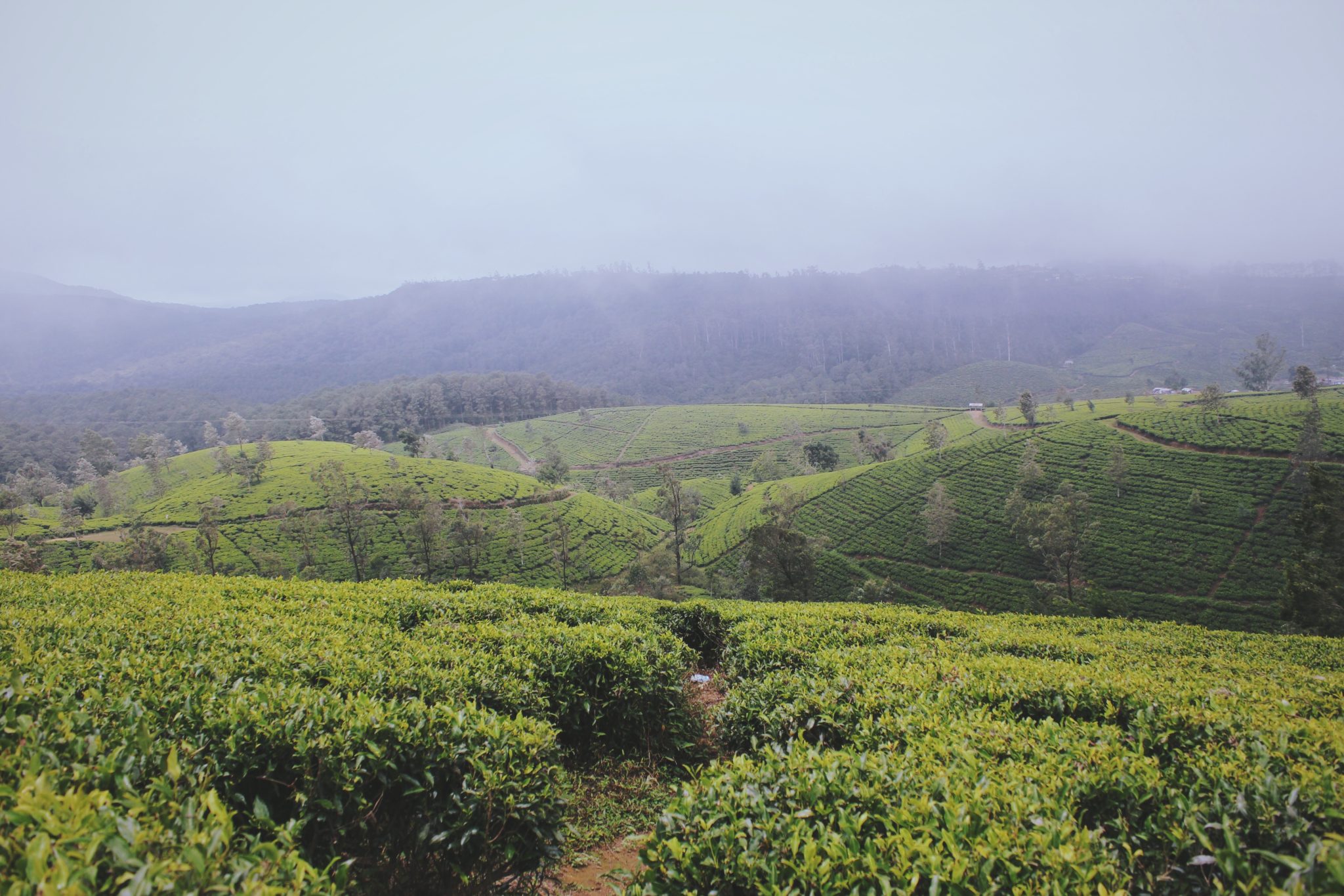 Sri Lanka, Nuwara Eliya, pola herbaciane, herbata, pole, pole herbaty, zielone krzaki, rośliny, zieleń, pole uprawne