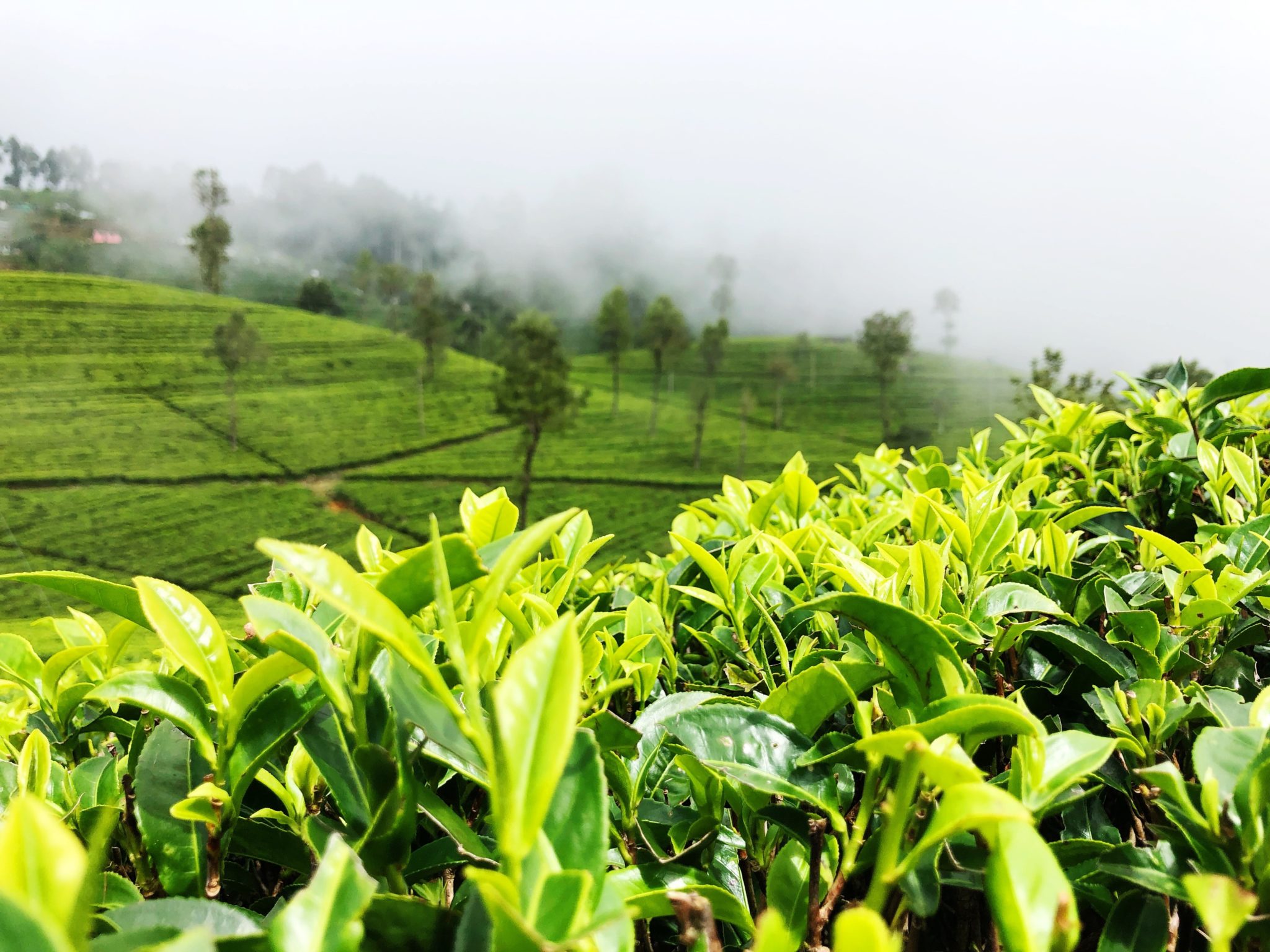 Gdzie najpiękniejsze pola herbaciane na świecie?