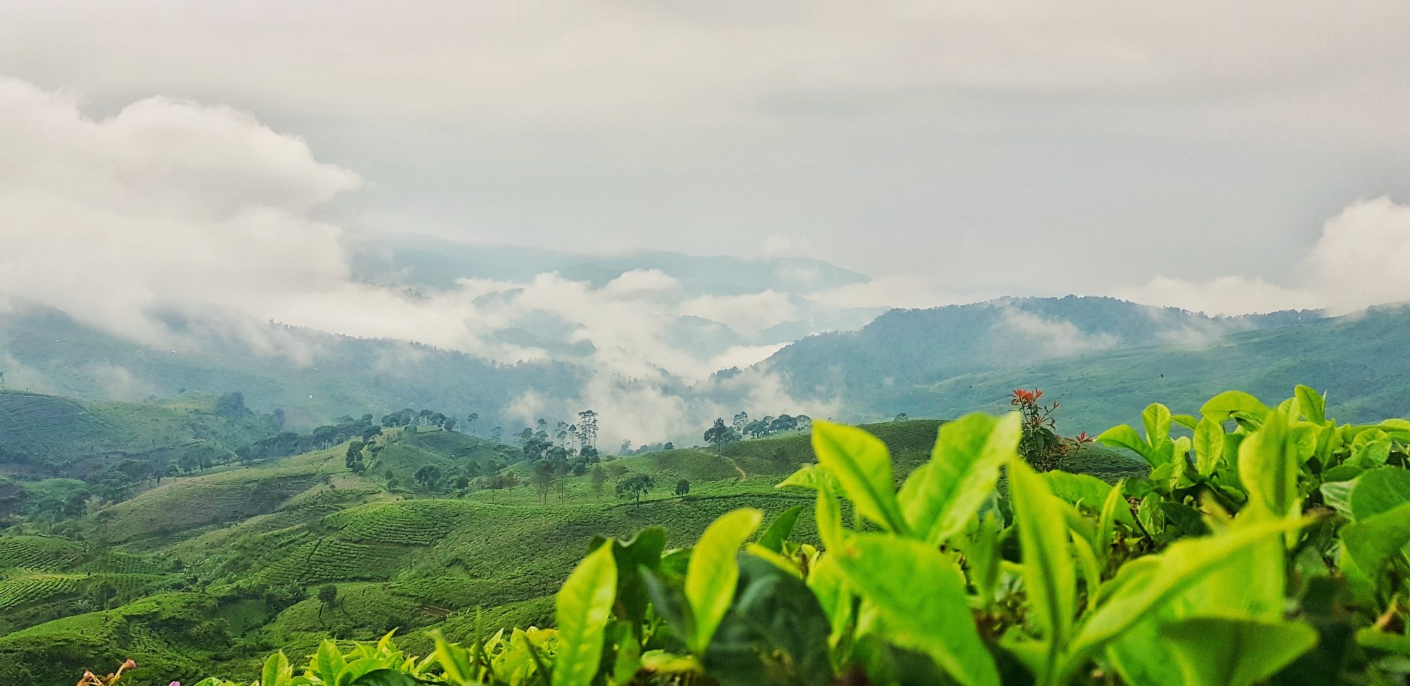 Najładniejsze pola herbaciane świata