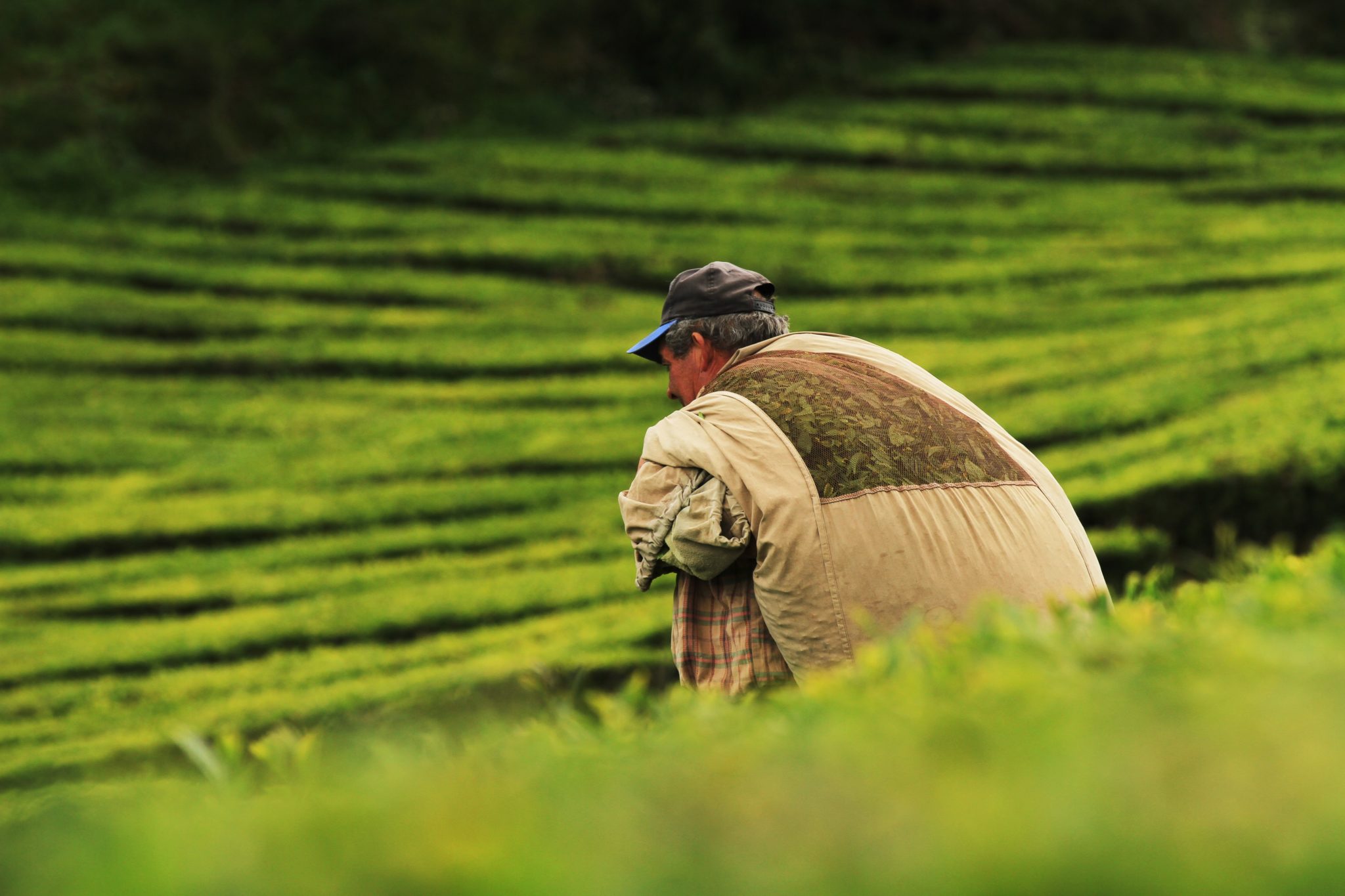 Największe plantacje herbaty na świecie, Plantacja herbaty w Europie Azory Portugalia, Uprawa herbaty w Europie