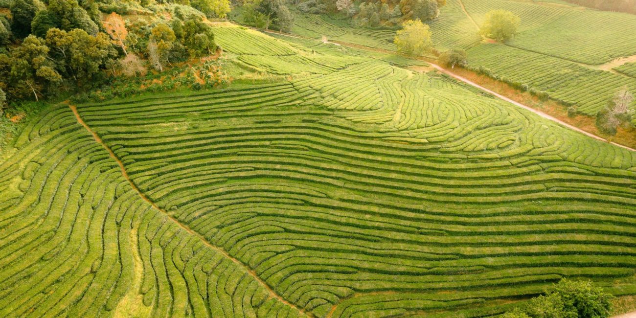 Top 11 najpiękniejszych plantacji herbaty na świecie