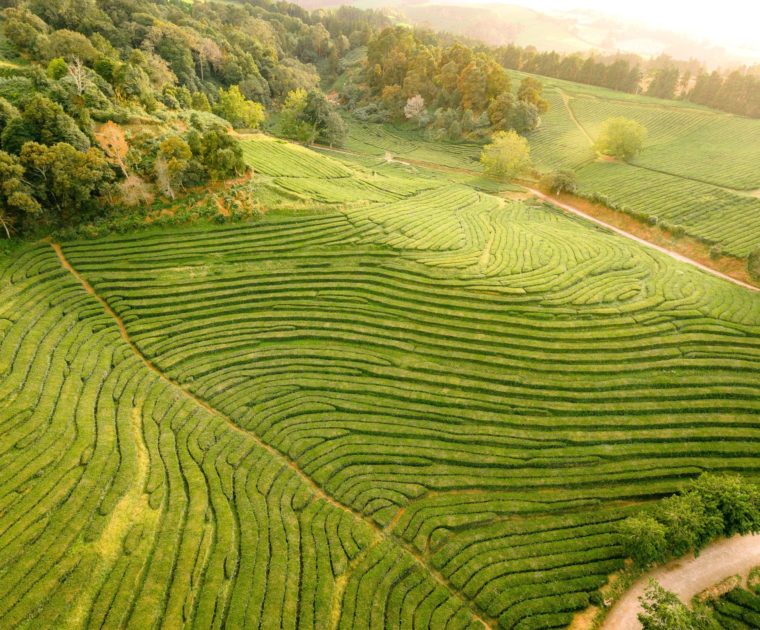 Top 11 najpiękniejszych plantacji herbaty na świecie