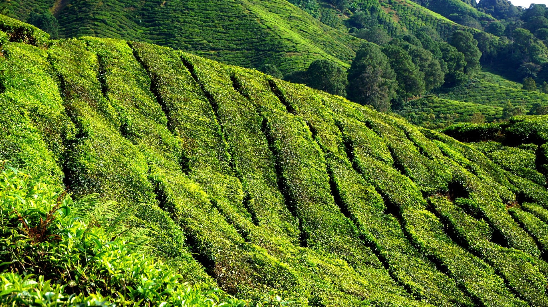 Topowe plantacje herbaciane świata, najpiękniejsze pola herbaciane na świecie, jakie pola herbaciane warto odwiedzić