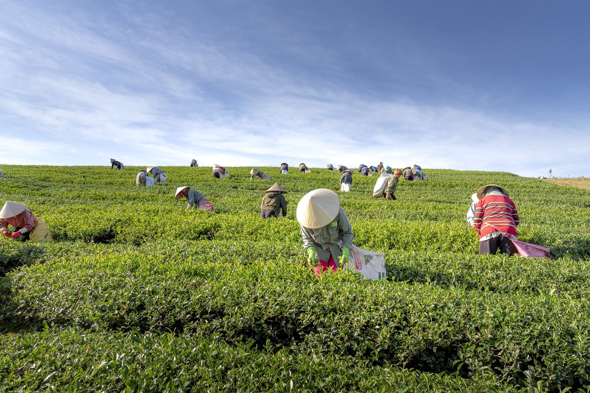 Uprawy herbaty, zbieranie liści herbaty, pola herbaciane plantacje herbaty zwiedzanie Chiny